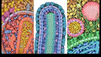 جمال الدقة: إنشاء فن علمي مفصل ودقيق