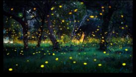 اليراعات العابرة: إتقان تقنيات التقاط سحر التلألؤ البيولوجي