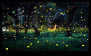 اليراعات العابرة: إتقان تقنيات التقاط سحر التلألؤ البيولوجي