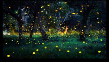 اليراعات العابرة: إتقان تقنيات التقاط سحر التلألؤ البيولوجي